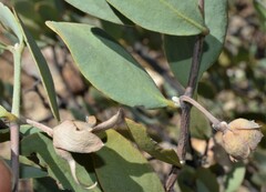 Simmondsia chinensis