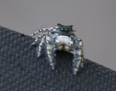Phidippus carolinensis