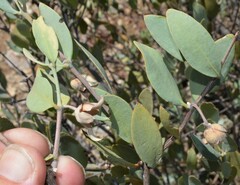 Simmondsia chinensis