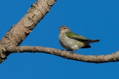 Conirostrum speciosum