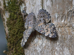 Hamadryas feronia