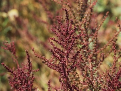 Suaeda maritima