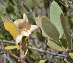 Simmondsia chinensis
