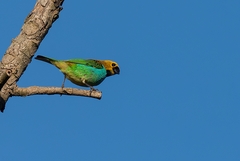 Tangara cyanoventris