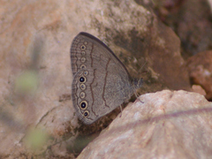 Hermeuptychia hermes