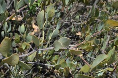 Simmondsia chinensis