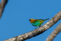Tangara cyanoventris