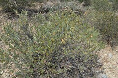 Simmondsia chinensis
