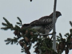Buteo jamaicensis