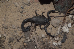 Hottentotta zagrosensis