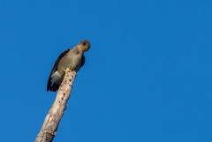 Stelgidopteryx ruficollis