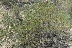 Simmondsia chinensis