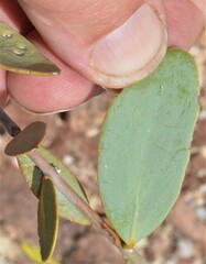 Simmondsia chinensis