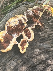 Stereum gausapatum