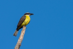 Megarynchus pitangua