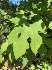 Vitis aestivalis