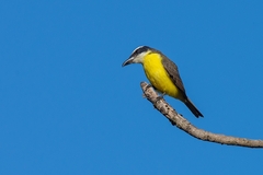 Megarynchus pitangua