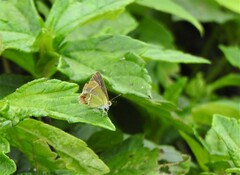 Chlorostrymon simaethis