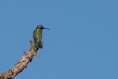 Colibri serrirostris
