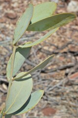 Simmondsia chinensis