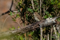 Cnemotriccus fuscatus