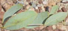 Simmondsia chinensis