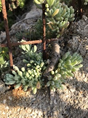 Nolana crassulifolia