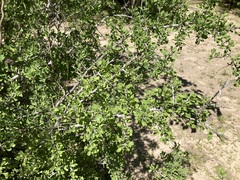 Condalia globosa
