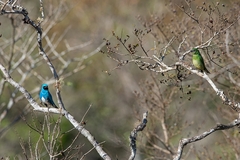 Tersina viridis