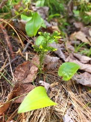 Dendrolycopodium dendroideum