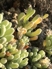 Nolana crassulifolia