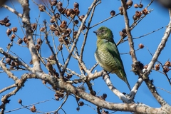 Tersina viridis