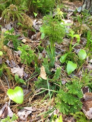 Dendrolycopodium dendroideum