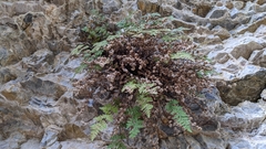 Myriopteris gracilis