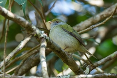 Ilicura militaris