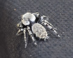 Phidippus carolinensis