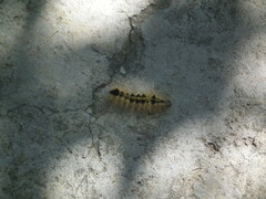 Lymantriinae