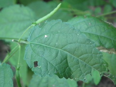 Corchoropsis crenata