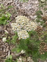 Achillea millefolium