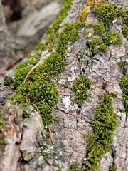Ulota crispa