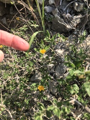 Mentzelia oligosperma