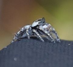 Phidippus carolinensis