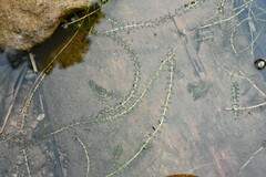 Elodea nuttallii