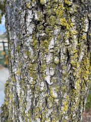 Candelariaceae