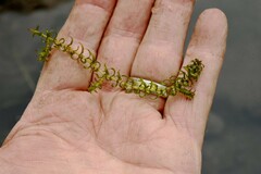 Elodea nuttallii