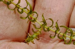 Elodea nuttallii