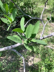 Pleradenophora bilocularis