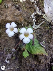 Gesneriaceae