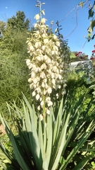 Yucca gloriosa