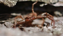 Coriarachne depressa